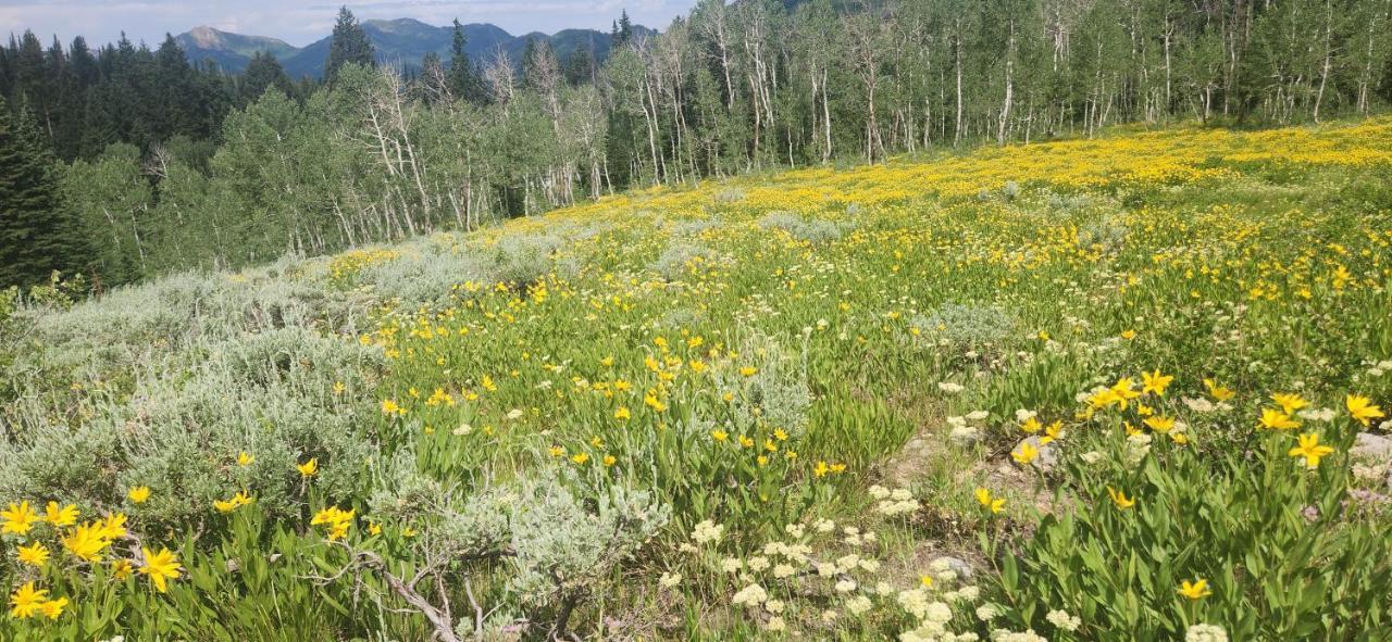 Stunning At Solitude, Steps From Chair Lift, East #103 Brighton Extérieur photo